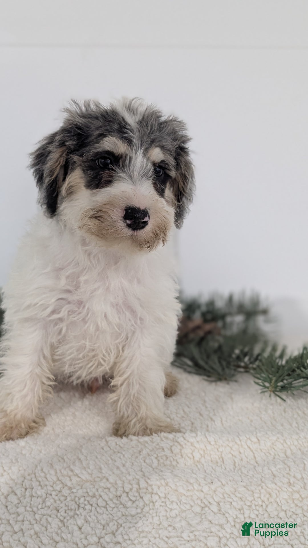 Mixed Breed dogs for sale: Niko - Ad 3