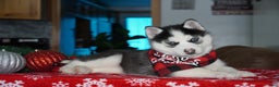 Siberian Husky dogs for sale: Luna - Ad 4