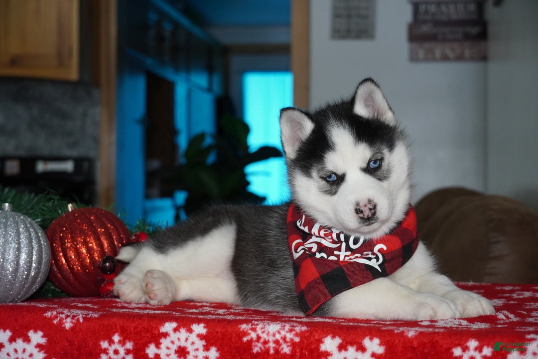 Siberian Husky dogs for sale: Luna - Ad 4