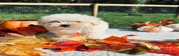 Maltese dogs for sale: Maltese 1 - Ad 3