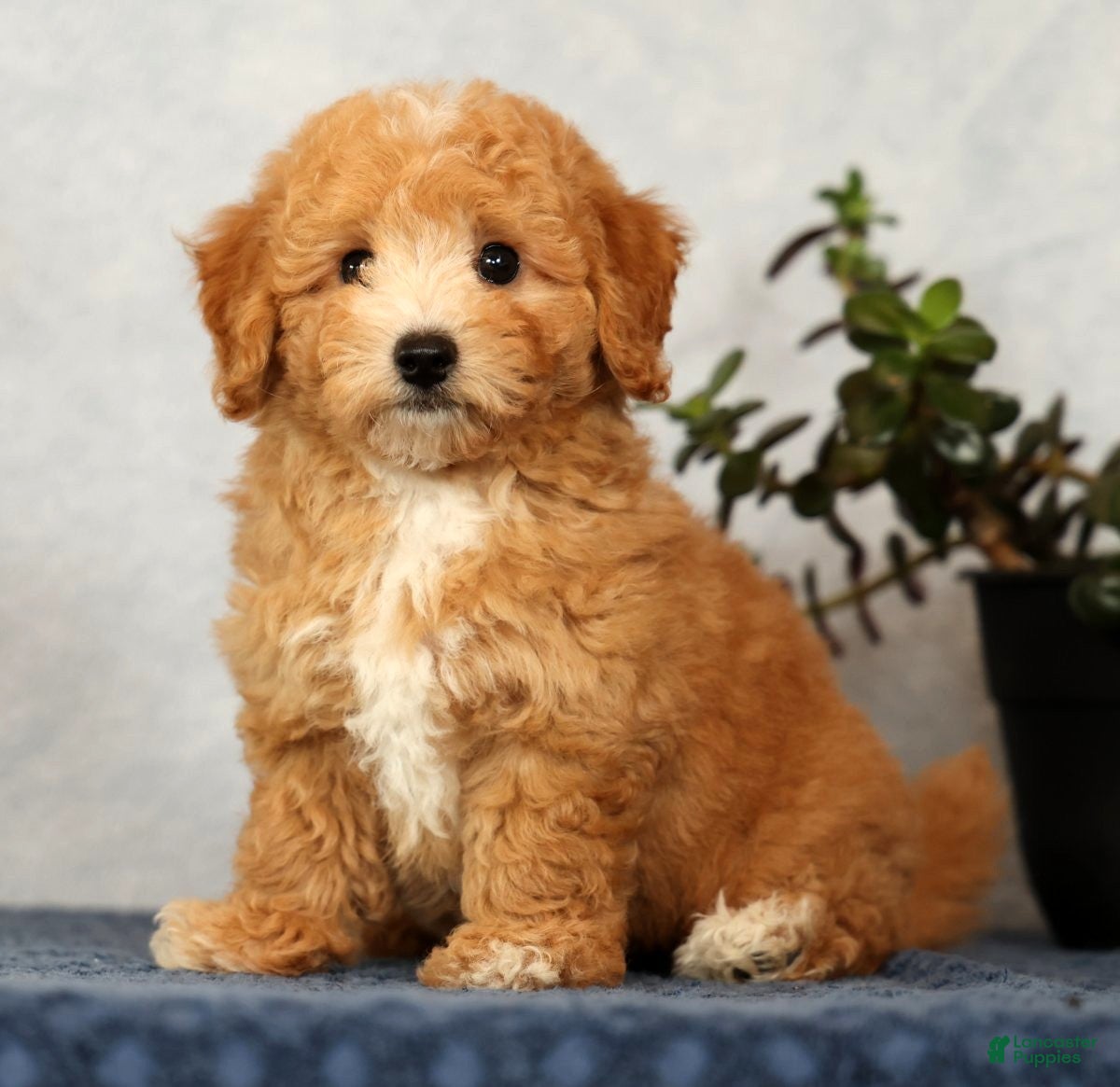 Bichpoo dogs Yonder - Ad 1