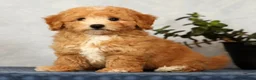 Bichpoo dogs for sale: Yonder - Ad 1