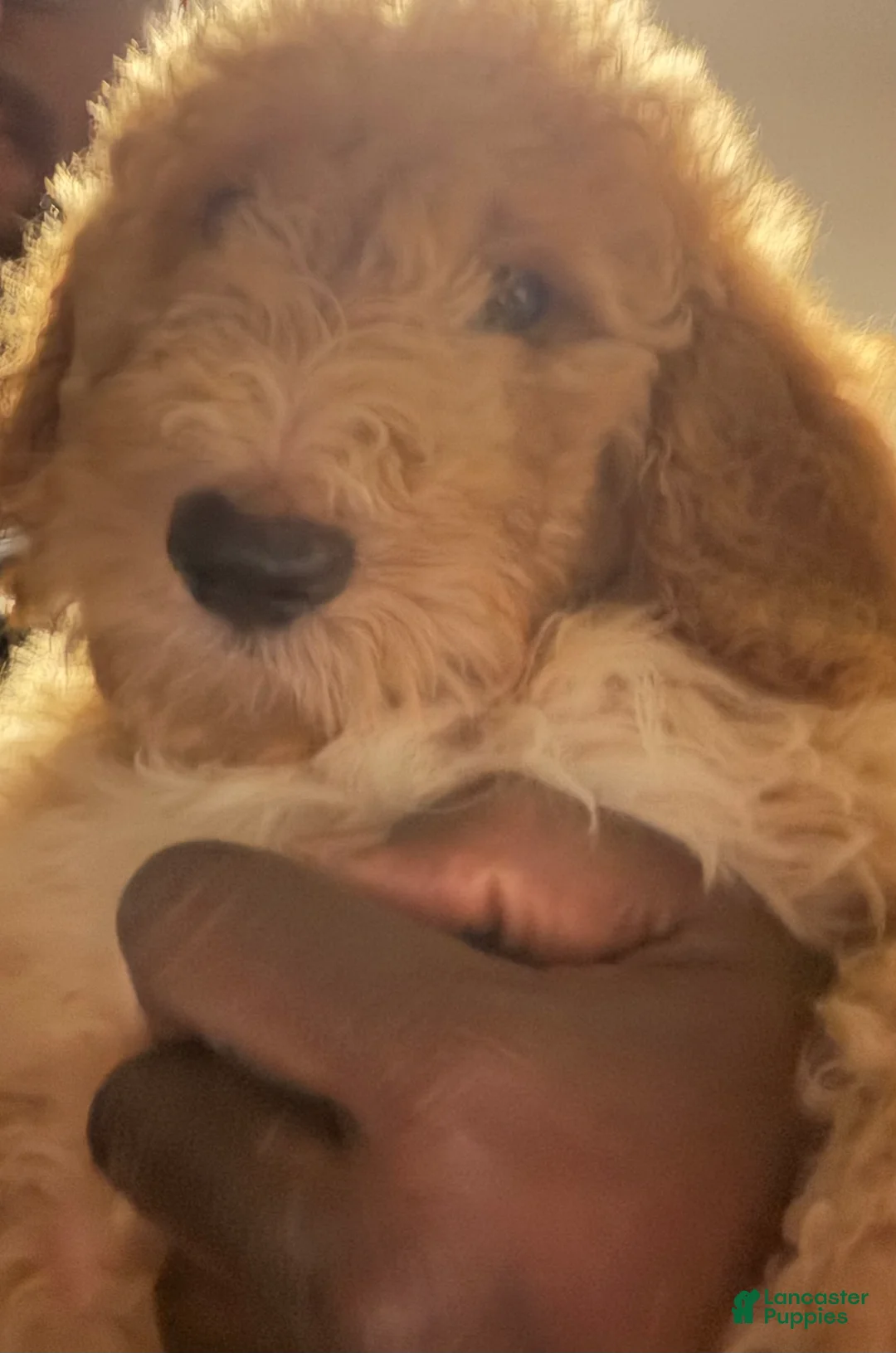 Goldendoodle dogs for sale: Goldendoodle Puppy 1 - Ad 1