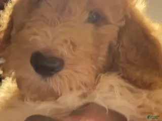 Goldendoodle dogs Goldendoodle Puppy 1 - Ad 25