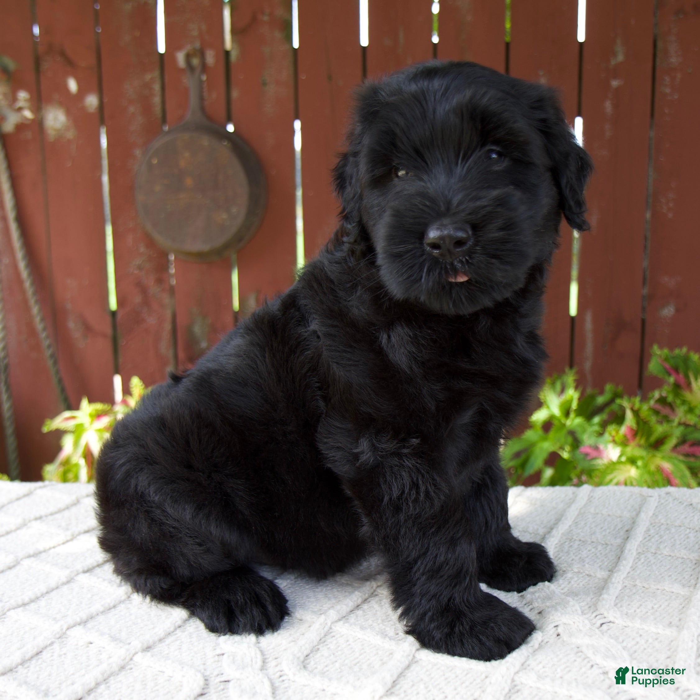 Giant Schnauzer dogs Trey - Ad 2