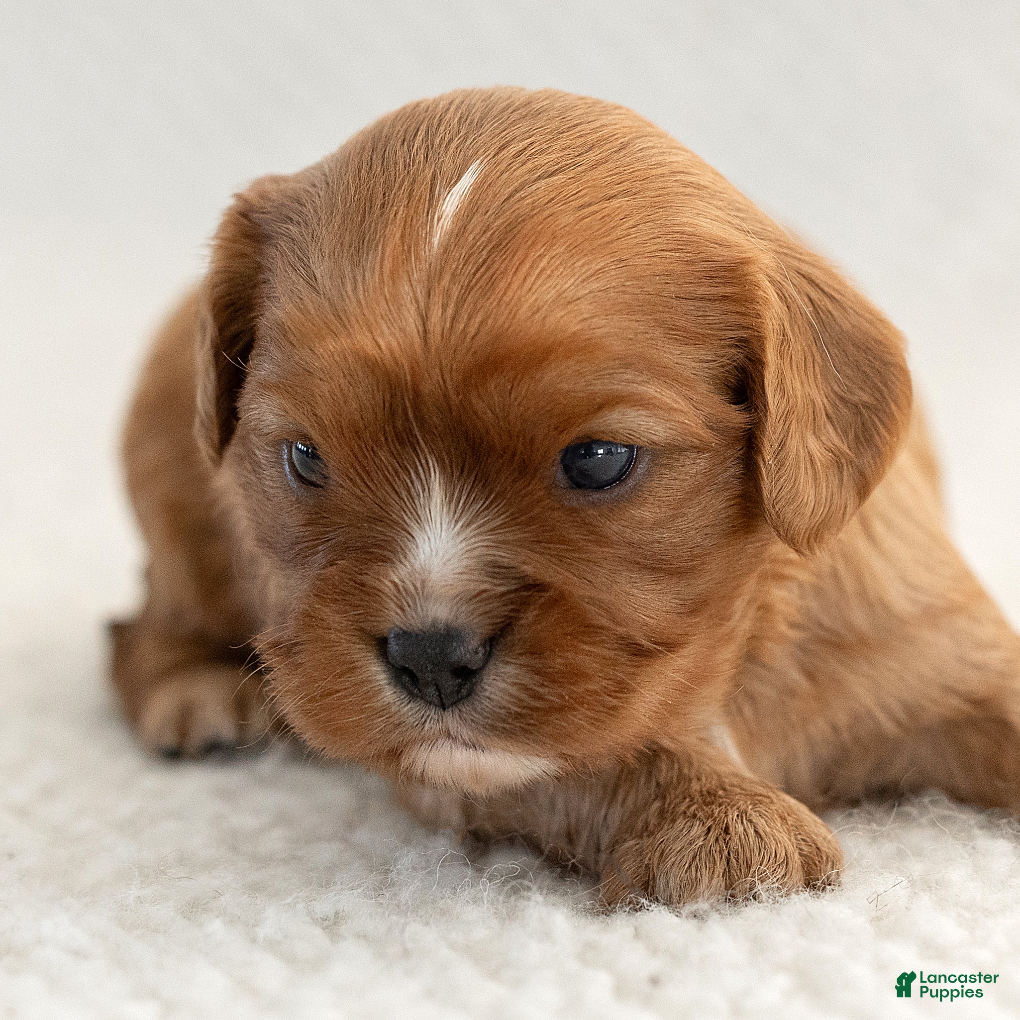 Cavalier King Charles Spaniel dogs for sale: Macy Cavalier King Charles Spaniel  - Ad 1