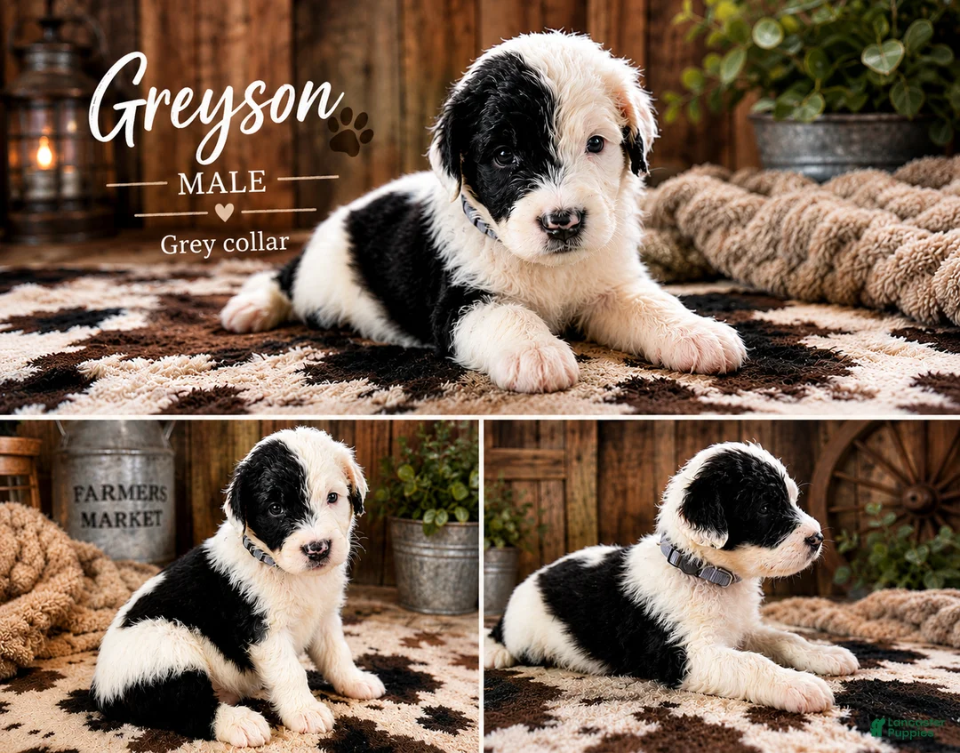 Sheepadoodle dogs for sale: Greyson - Ad 1
