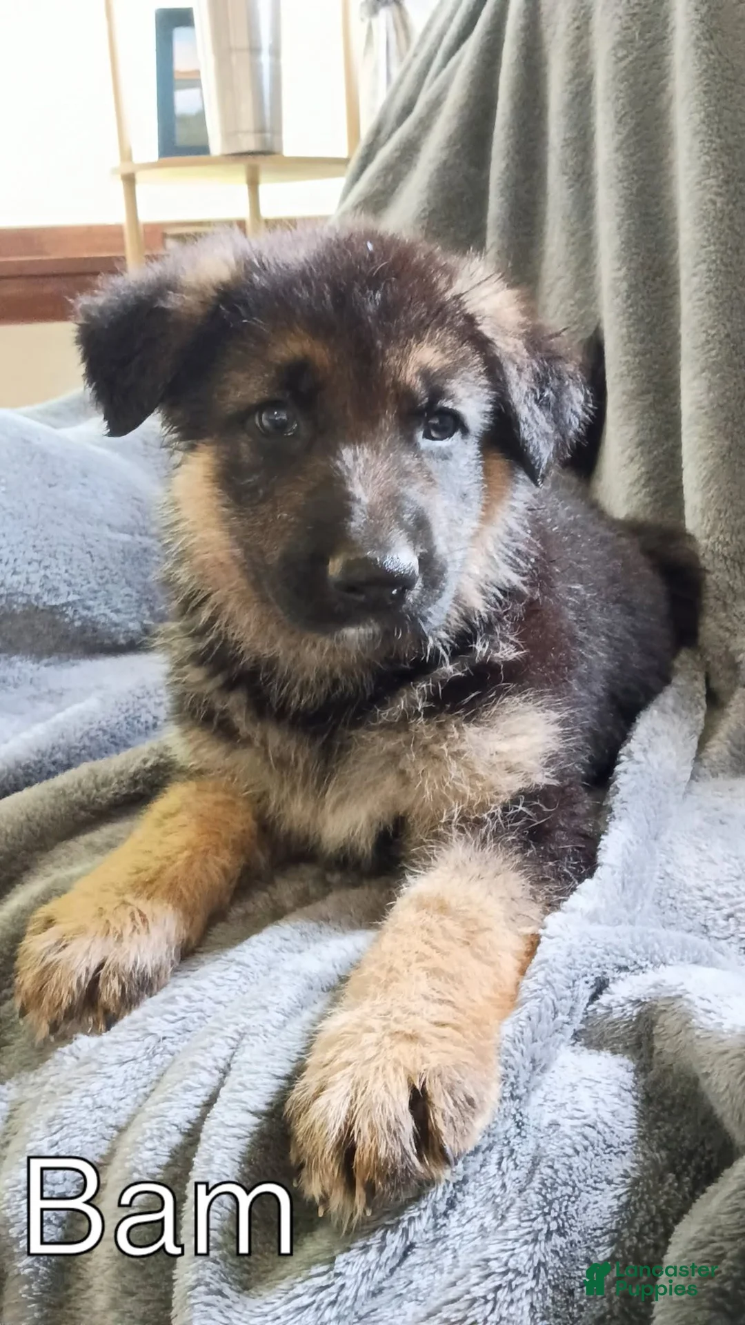 German Shepherd dogs for sale: Bam - Ad 1