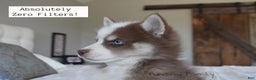 Pomsky dogs for sale: Walker - Ad 6