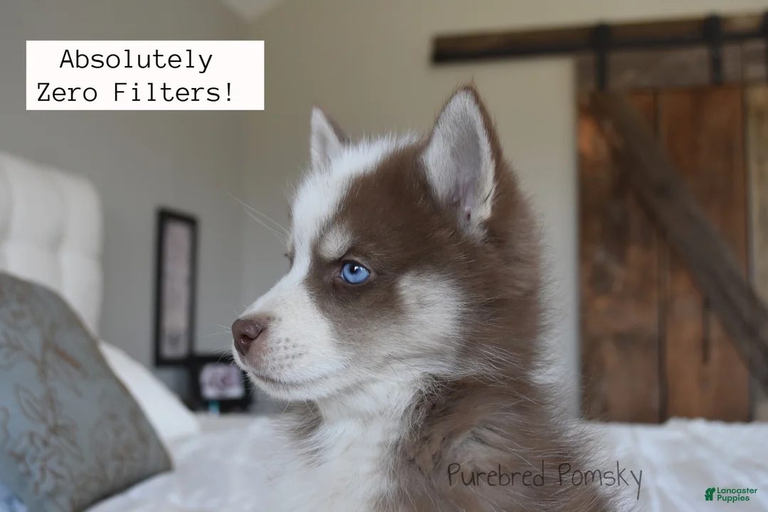 Pomsky dogs for sale: Walker - Ad 6