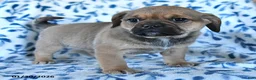 Puggle dogs for sale: Sweetie - Ad 3