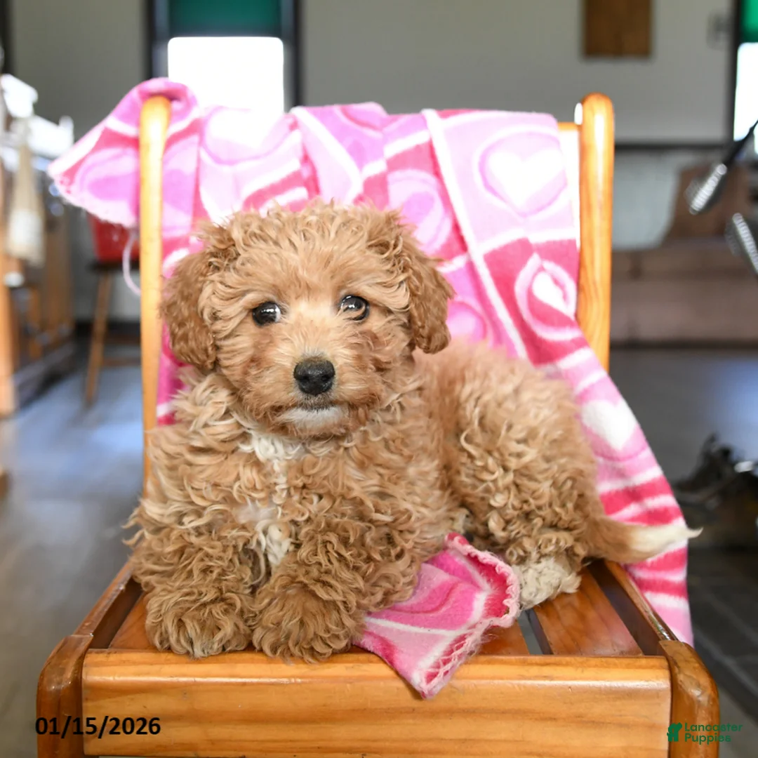 Bichpoo dogs for sale: Bonnie - Ad 3