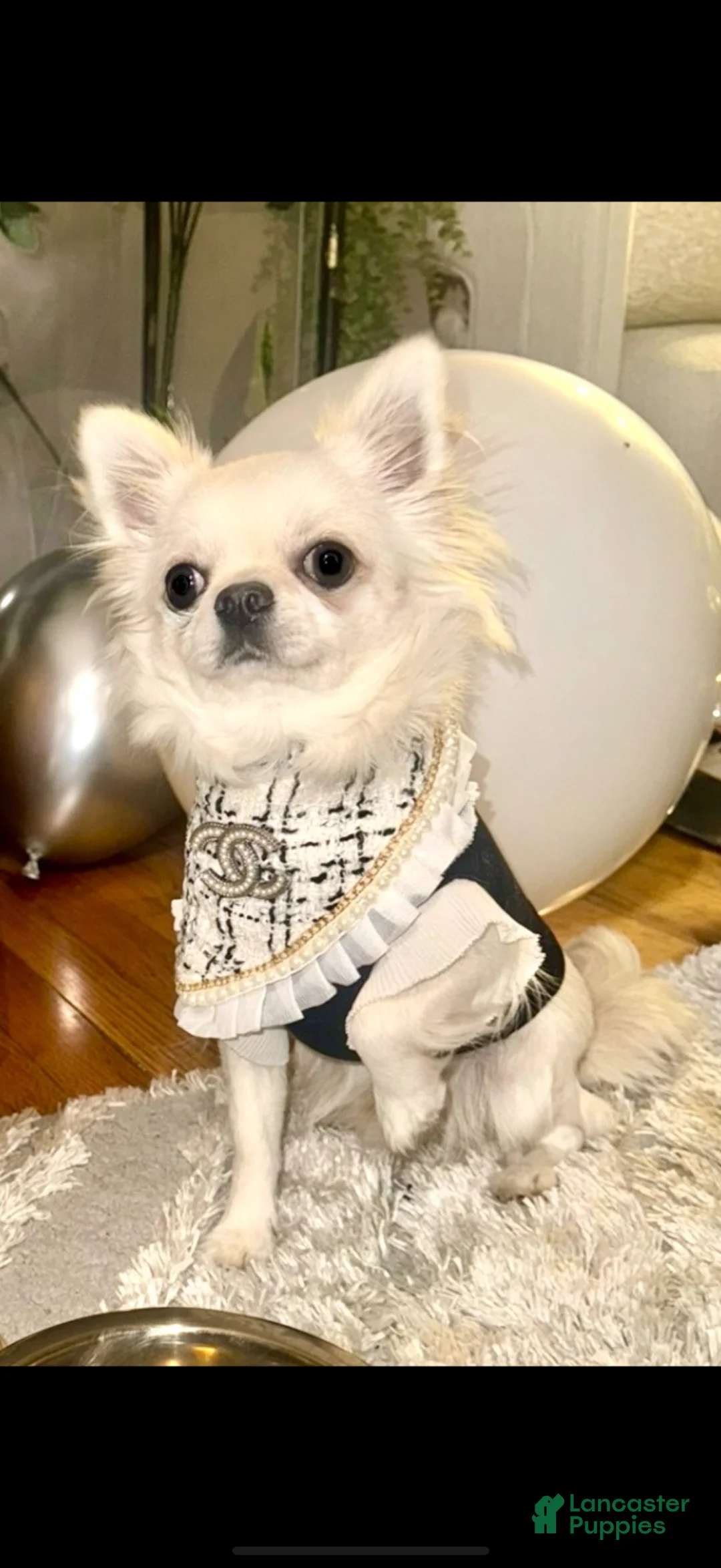 Chihuahua dogs for stud:  Chihuahua stud - Ad 2