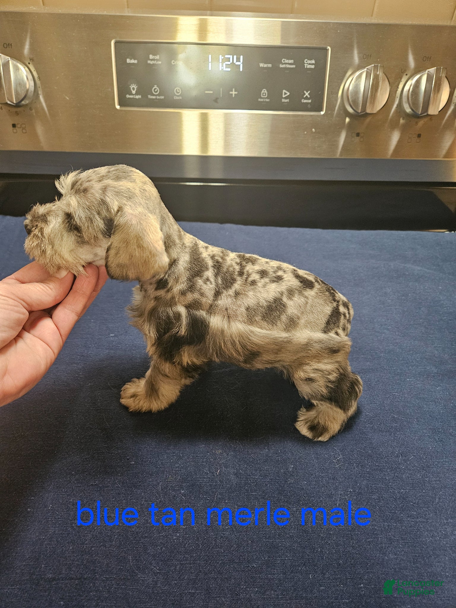 Miniature Schnauzer dogs for sale: Blue tan merle male  - Ad 3