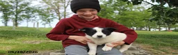 Mixed Breed dogs for sale: Jake - Ad 7