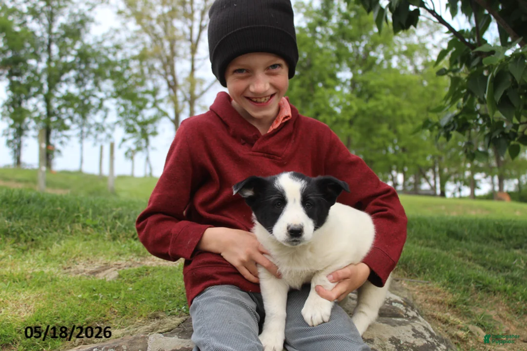 Mixed Breed dogs for sale: Jake - Ad 7