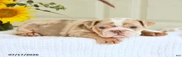 English Bulldog dogs for sale: Trixie - Ad 2
