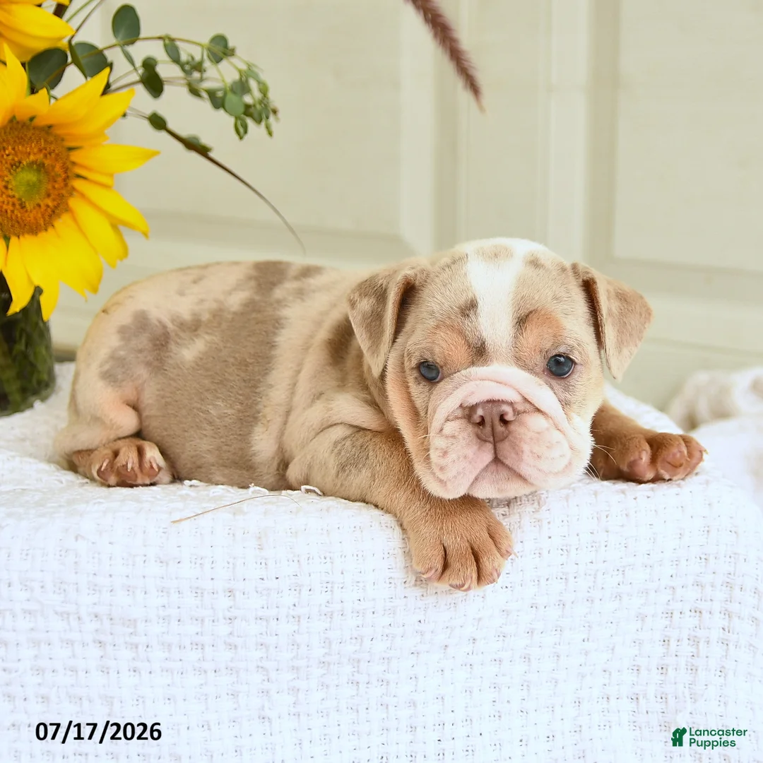 English Bulldog dogs for sale: Trixie - Ad 2
