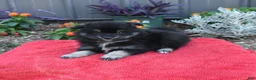 Pomeranian dogs for sale: Houdini - Ad 4