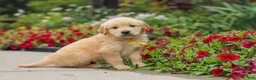 Golden Retriever dogs for sale: Benny - Ad 3