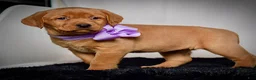Labrador Retriever dogs for sale: Winnie - Ad 5