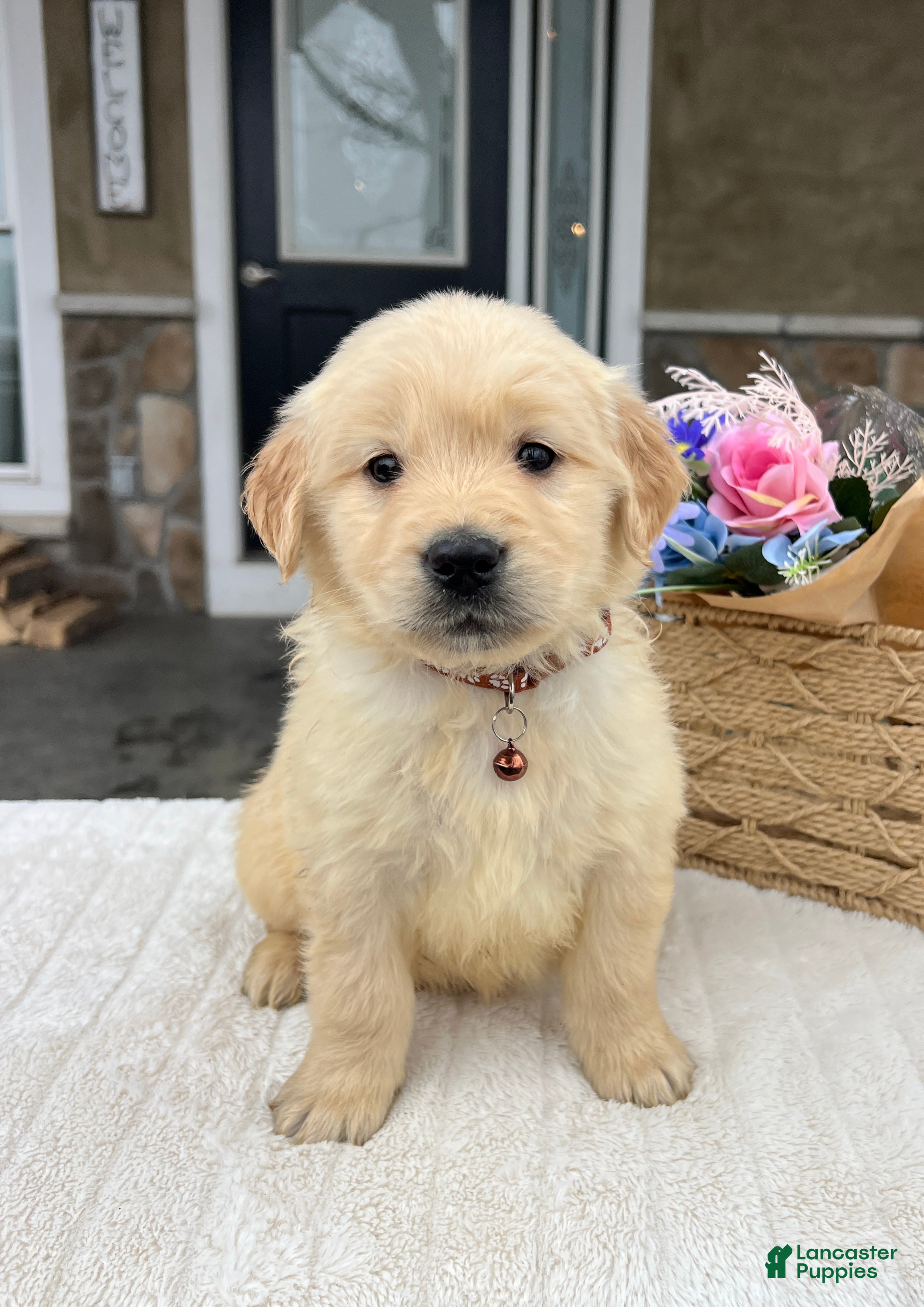 Golden Retriever dogs Duke - Ad 2