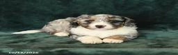 Mini Bernedoodle dogs for sale: Zander - Ad 3