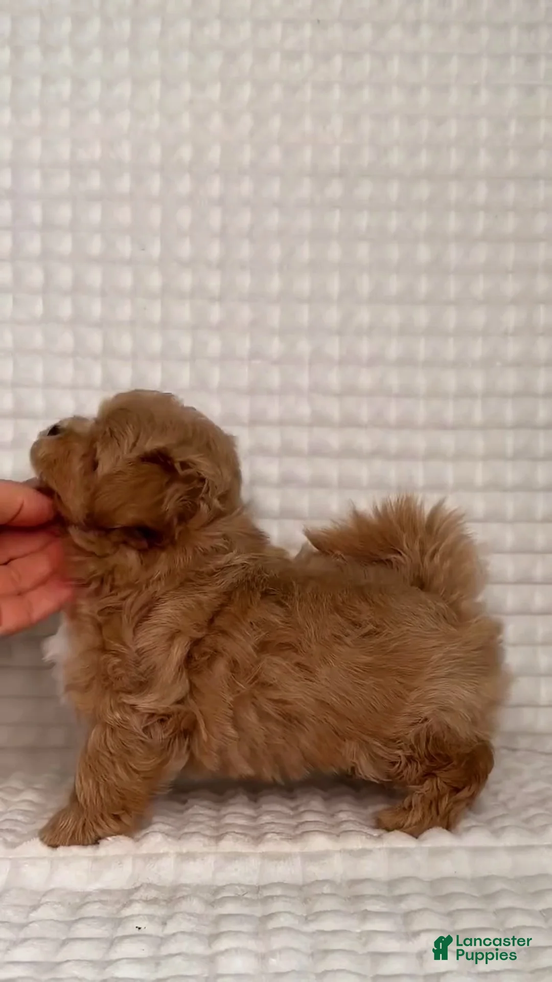 Maltipoo dogs for sale: Matilda - Ad 2