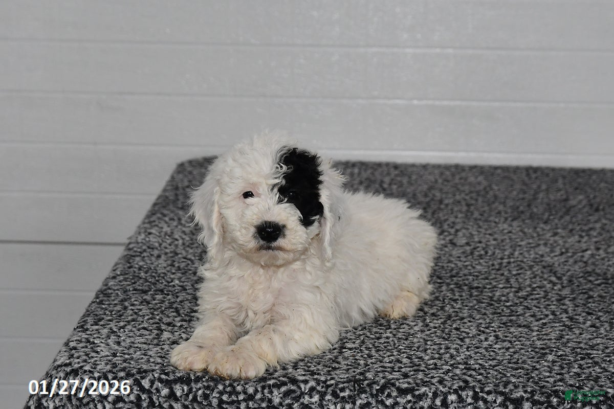 Mini Sheepadoodle dogs Elsa - Ad 2