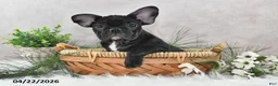 Frenchton dogs for sale: Franci - Ad 3