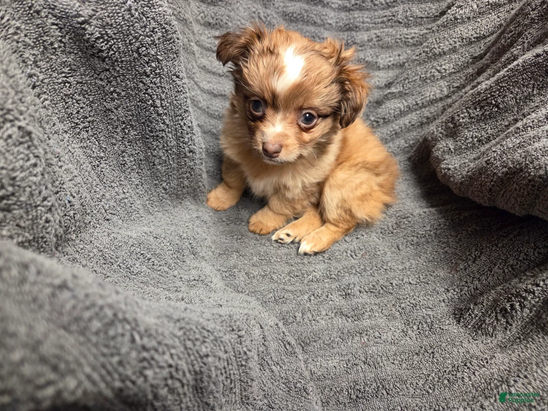 Chihuahua dogs for sale: GeGe - Ad 4