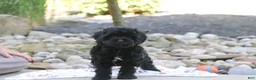 Cavapoo dogs for sale: Sophie - Ad 5