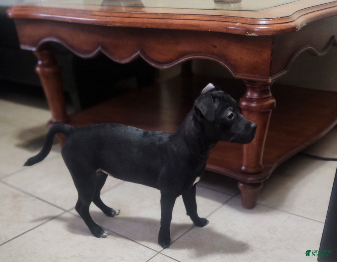 Mixed Breed dogs for sale: Mixed Breed Puppy 2 - Ad 1