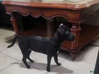 Mixed Breed dogs Mixed Breed Puppy 2 - Ad 18