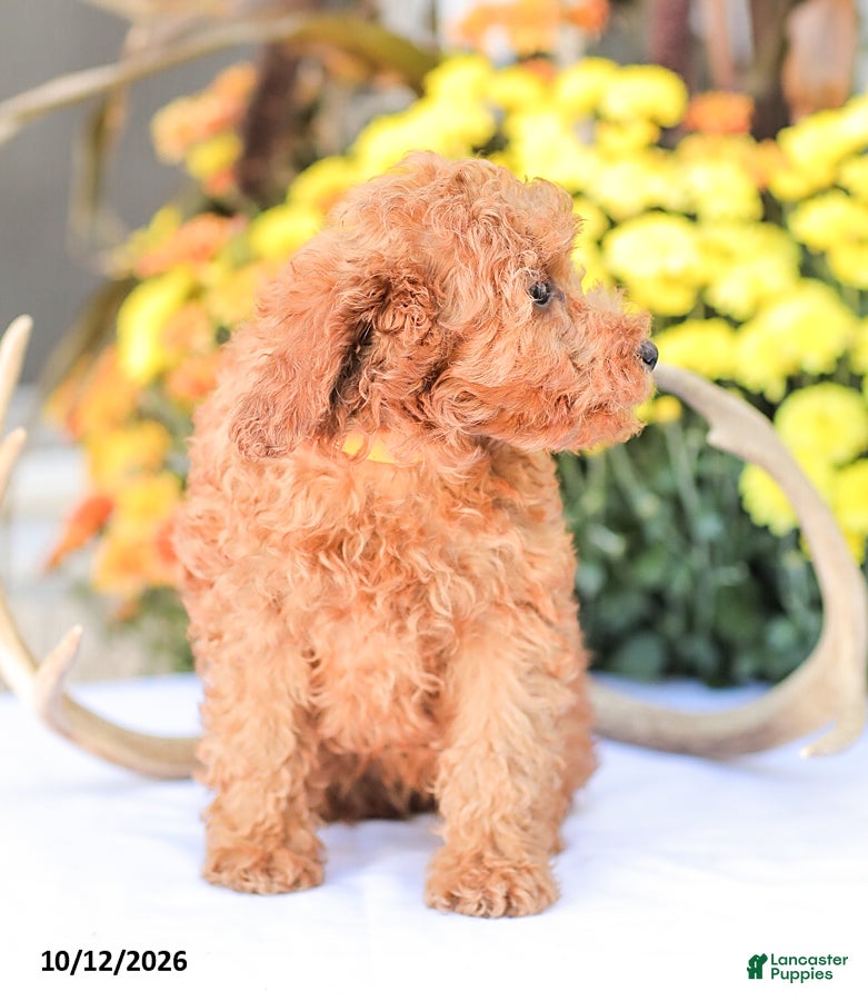 Miniature Poodle dogs Zoe - Ad 2