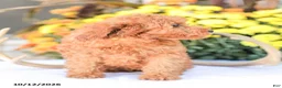 Miniature Poodle dogs for sale: Zoe - Ad 2