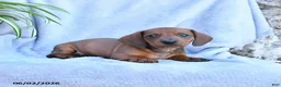 Miniature Dachshund dogs for sale: Bear - Ad 3