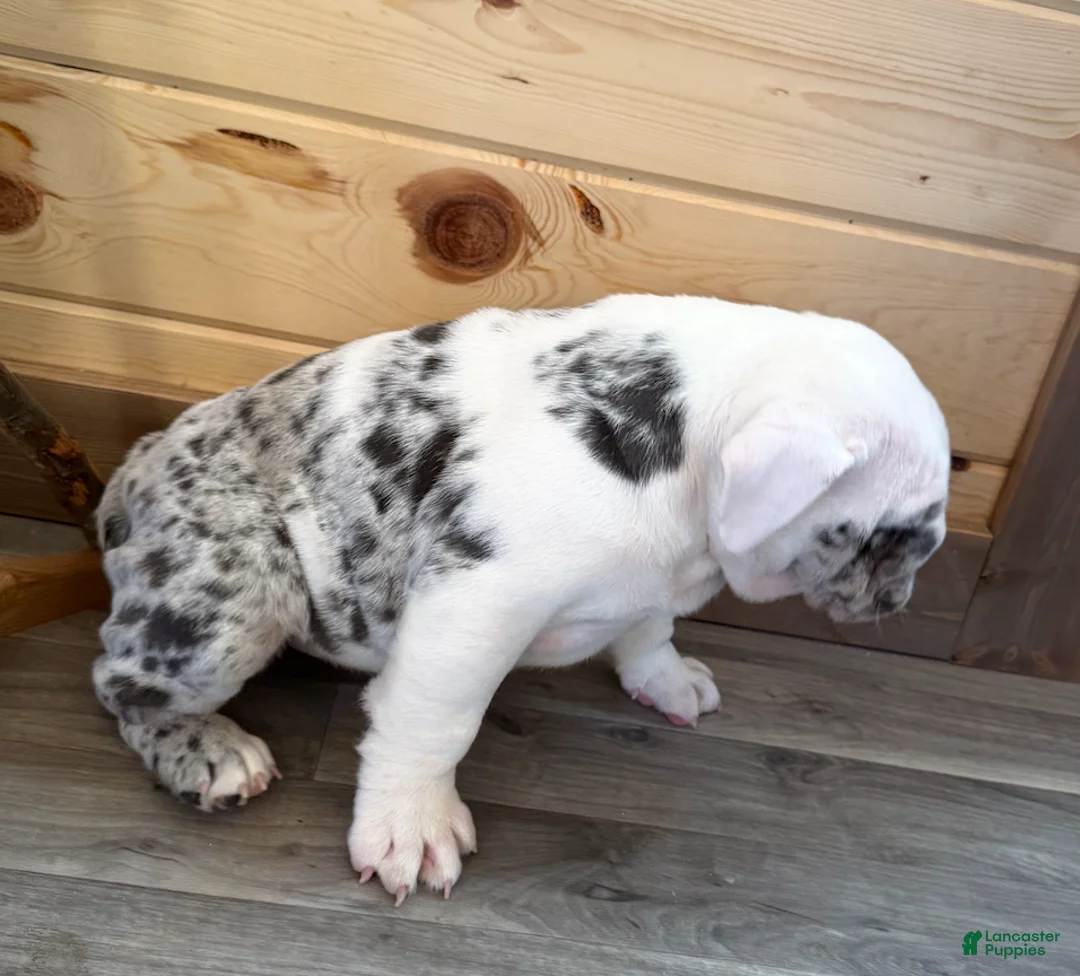American Bulldog dogs for sale: Bailey - Ad 3