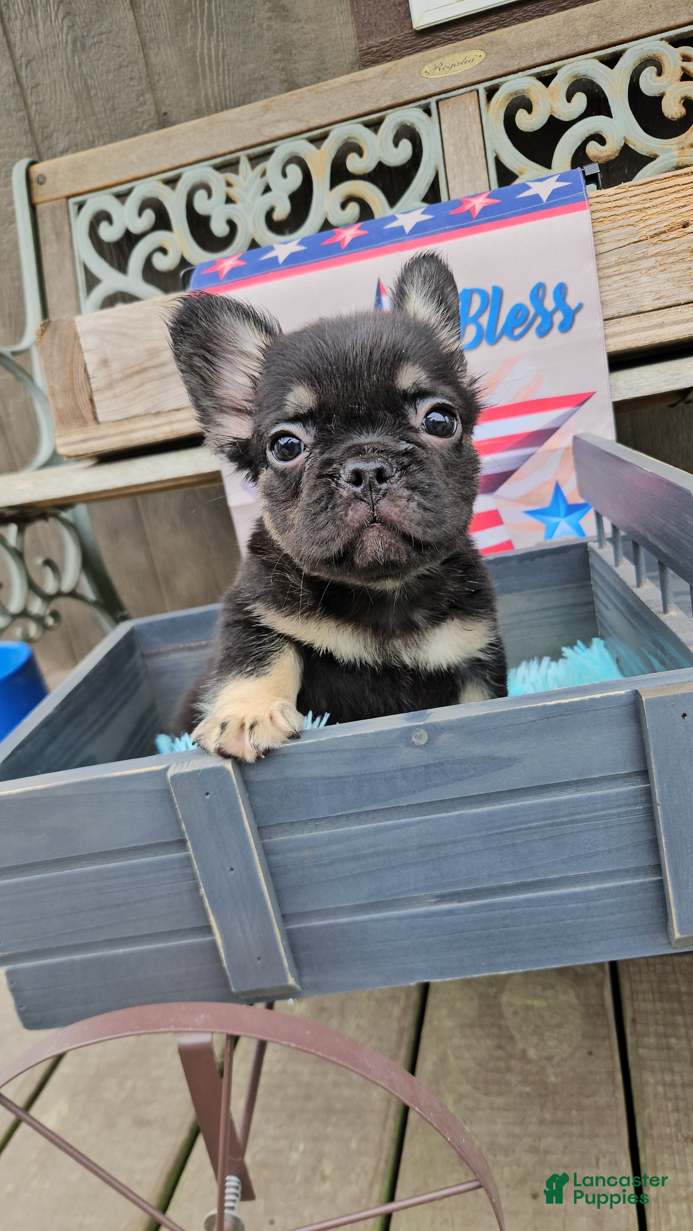 French Bulldog dogs French Bulldog Puppy 2 - Ad 1