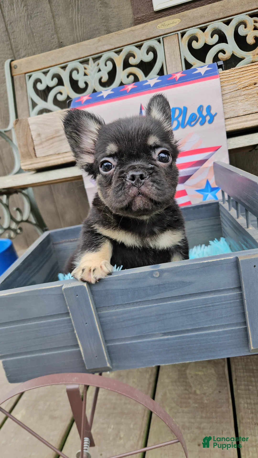 French Bulldog dogs for sale: French Bulldog Puppy 2 - Ad 1