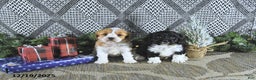 Cavapoo dogs for sale: Zoey - Ad 2