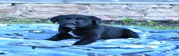 Mixed Breed dogs for sale: Bandit - Ad 1