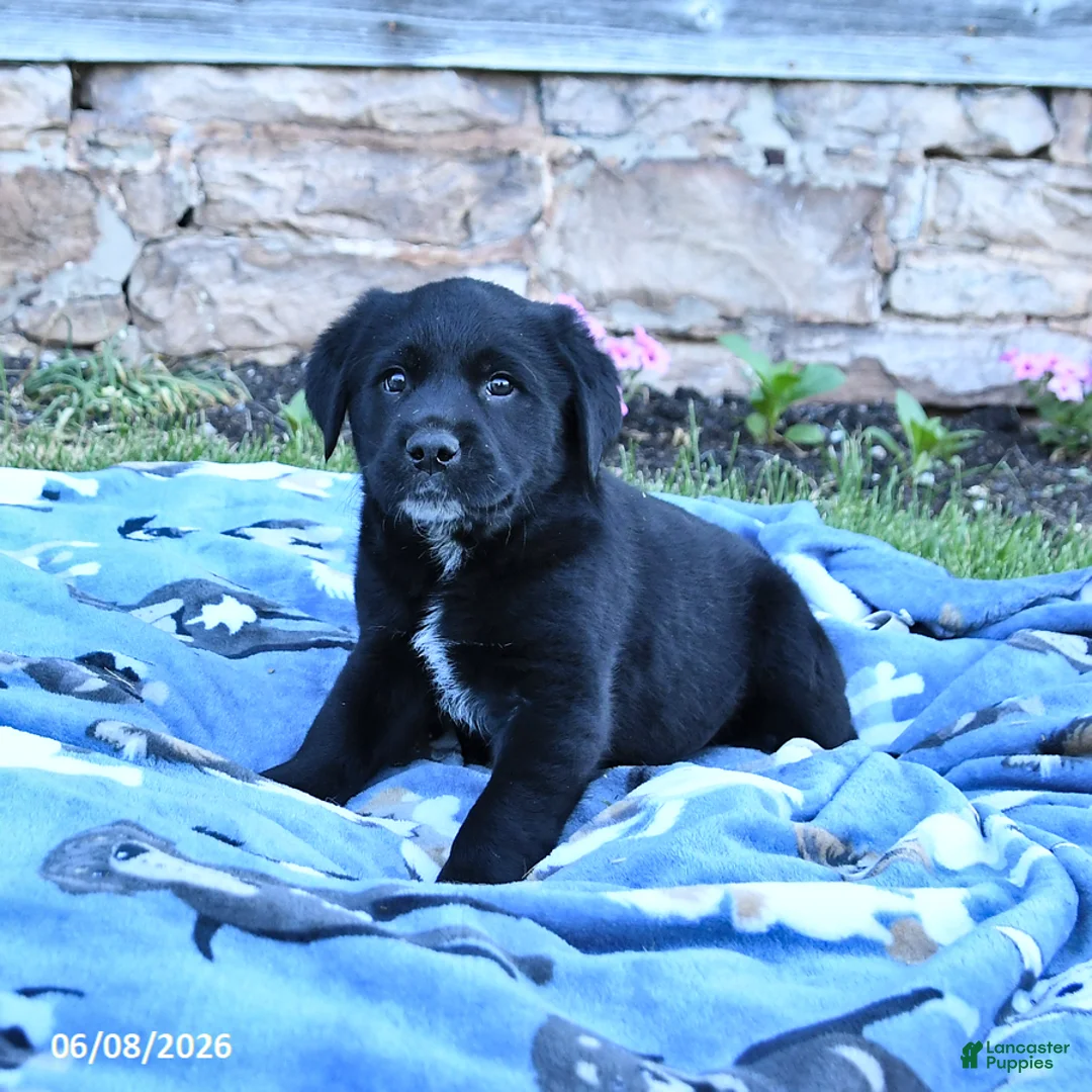 Mixed Breed dogs for sale: Bandit - Ad 1