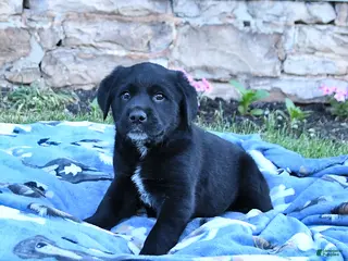 Mixed Breed dogs for sale: Bandit - Ad 4