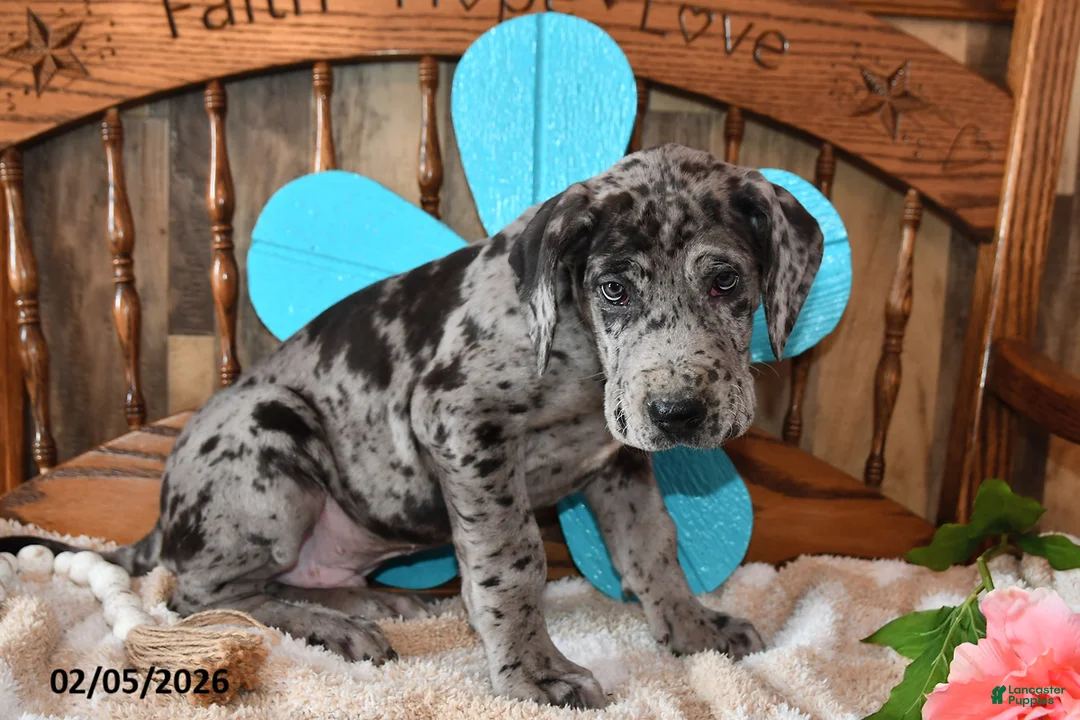 Great Dane dogs for sale: Cookie - Ad 3