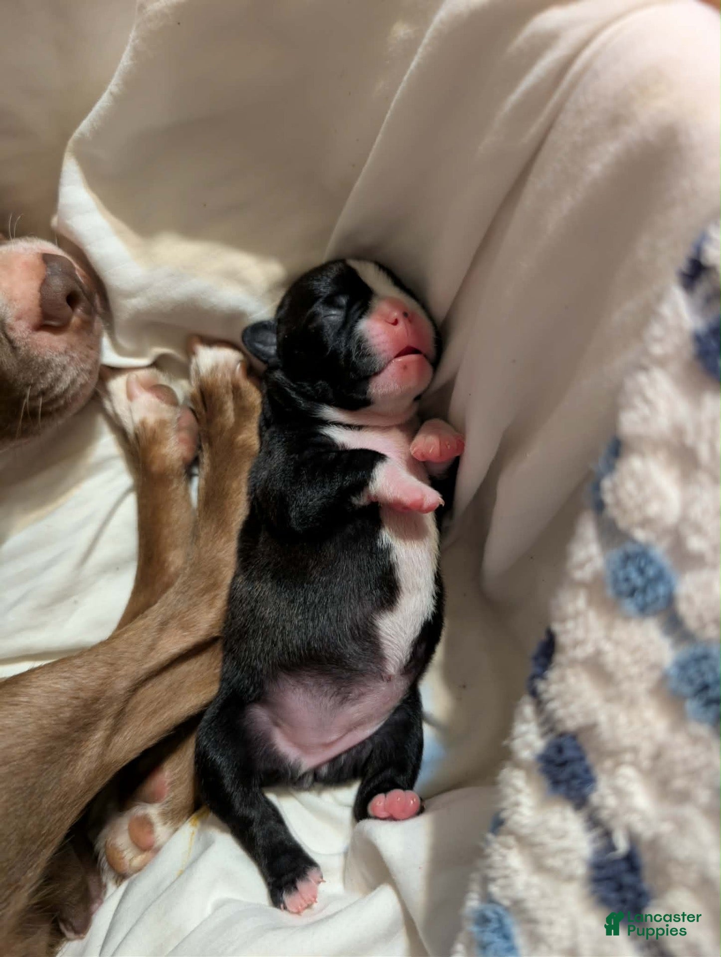 Boston Terrier