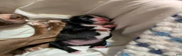 Boston Terrier dogs for sale: Boston Terrier 1 - Ad 1