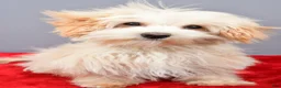 Maltipoo dogs for sale: Flint - Ad 6