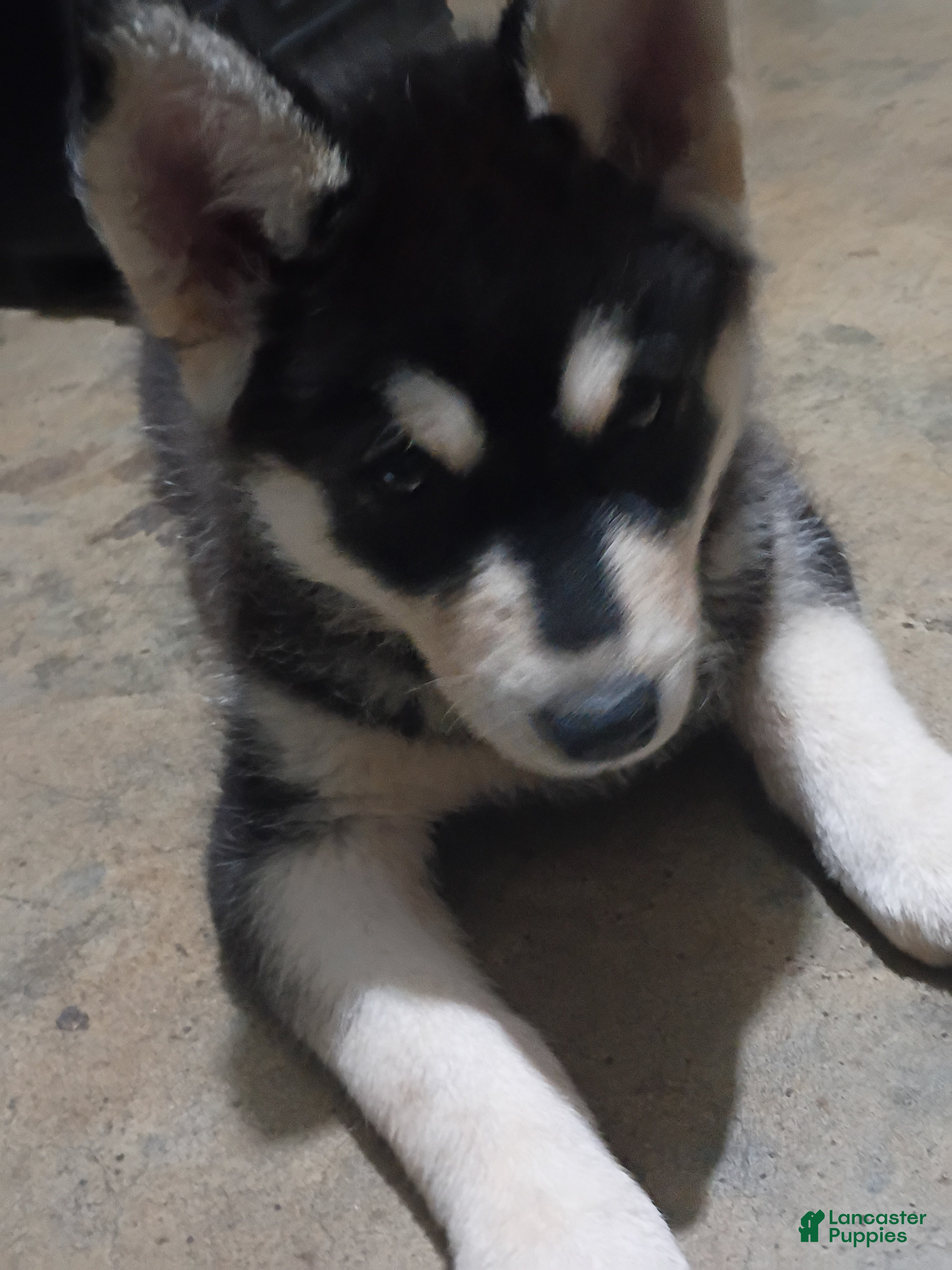 Siberian Husky dogs Siberian Husky 5 - Ad 2