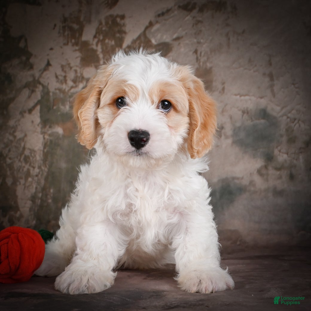 Cavachon dogs for sale: Jeremy - Ad 3